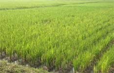 Meeru Furnishers & Interior Decorators